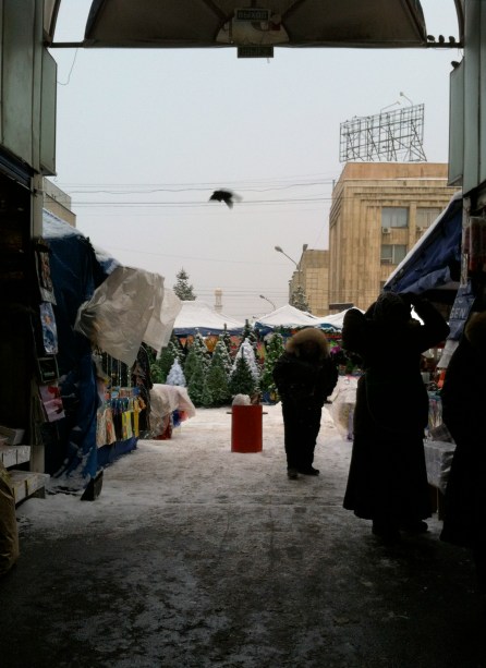 New Year's Trees for sale at the Green Market.
